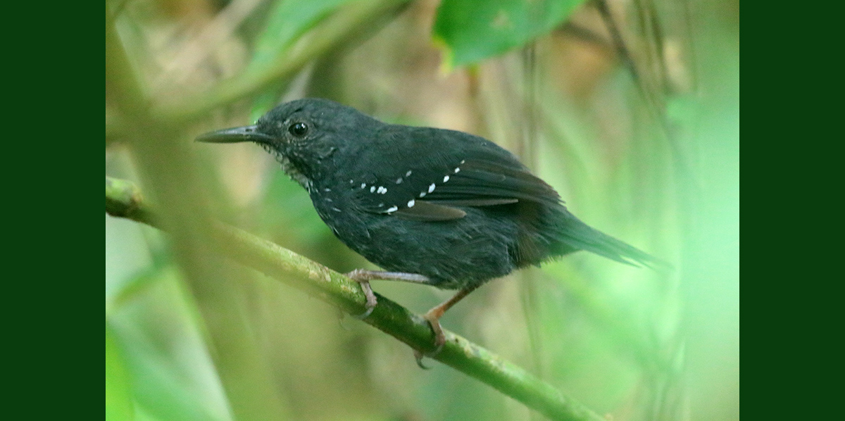 Sivered Antbird